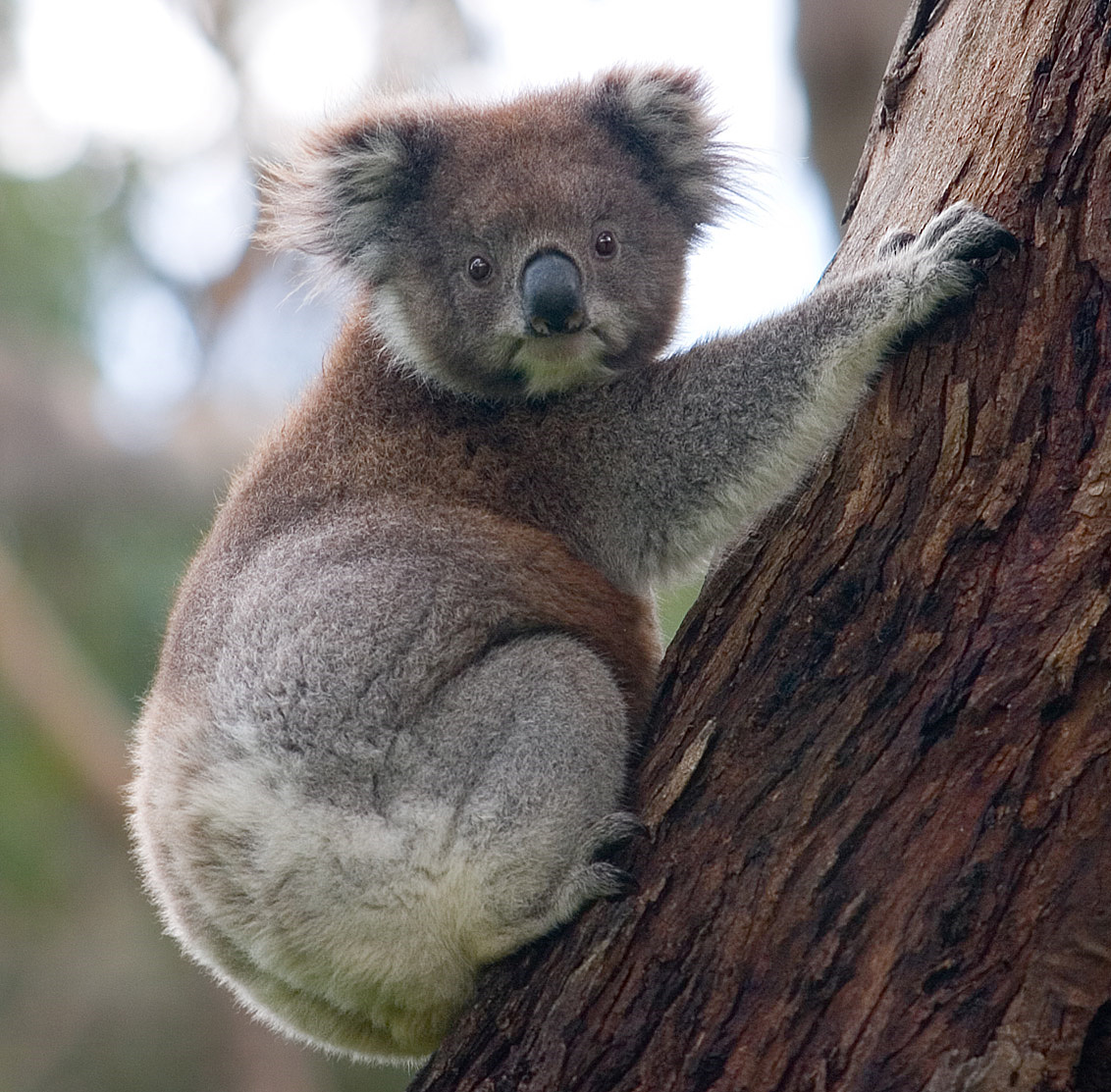 Pictures Of Koala