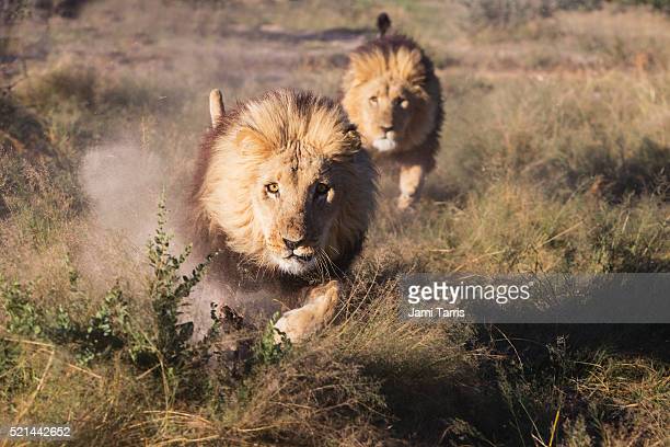 Pictures Of Lions Running
