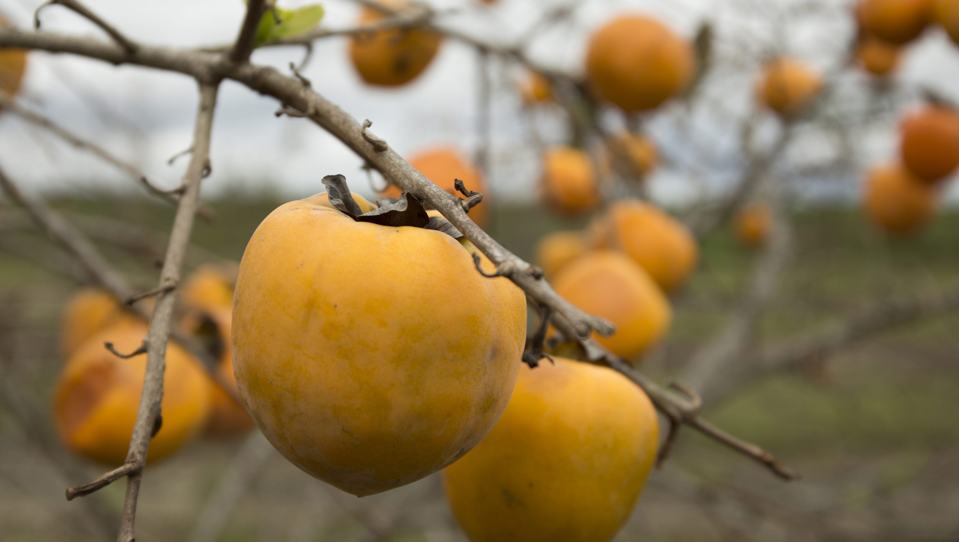 Pictures Of Persimmons