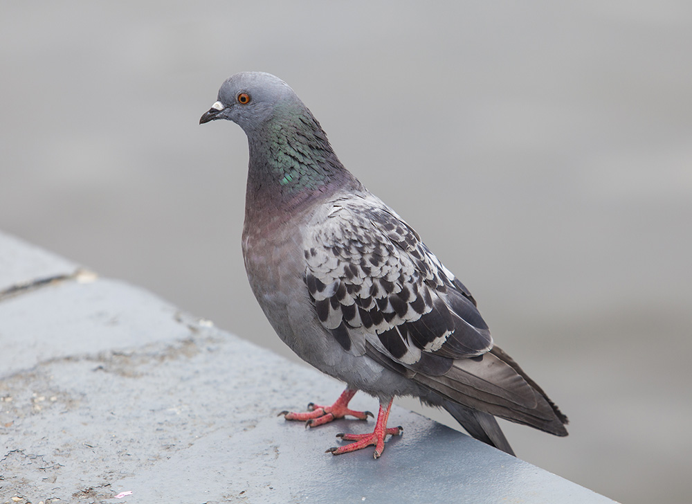 Pictures Of Pigeon