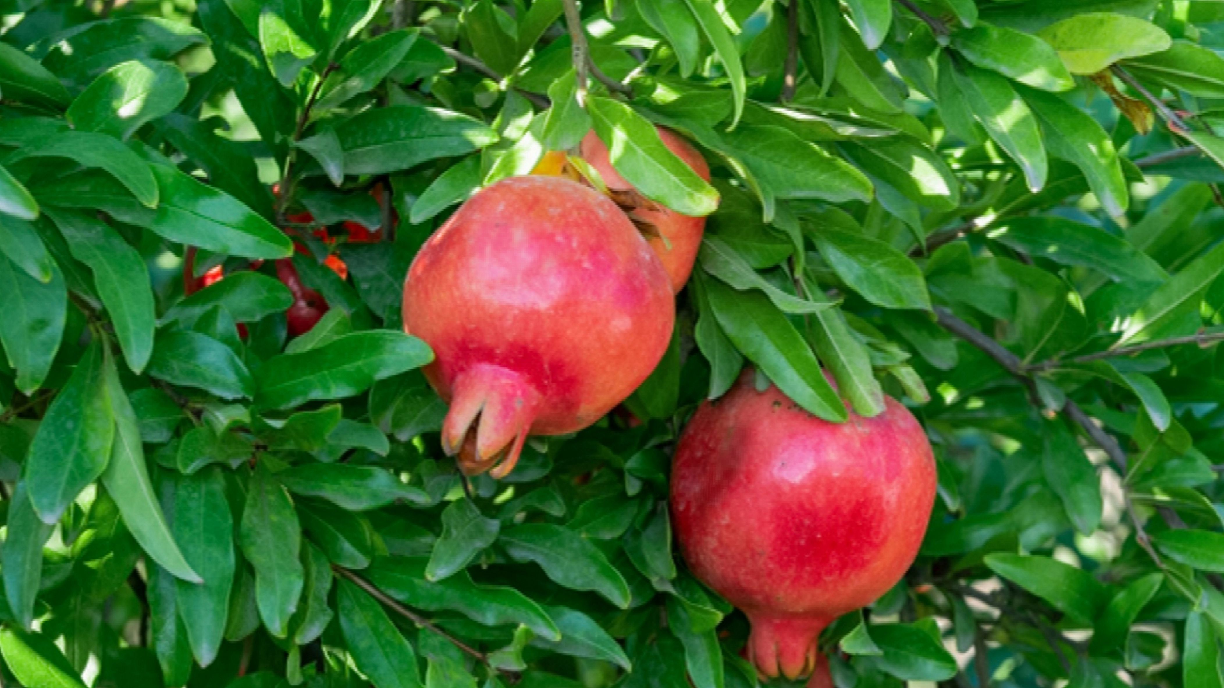 Pictures Of Pomegranate Fruit