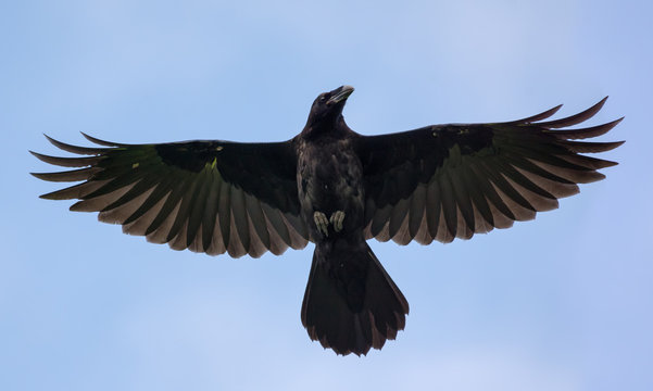 Pictures Of Ravens In Flight
