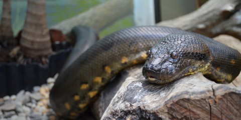 Pictures Of Real Anacondas