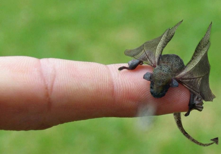 Pictures Of Real Dragons