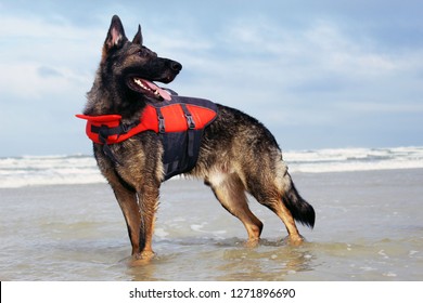 Pictures Of Sable German Shepherds