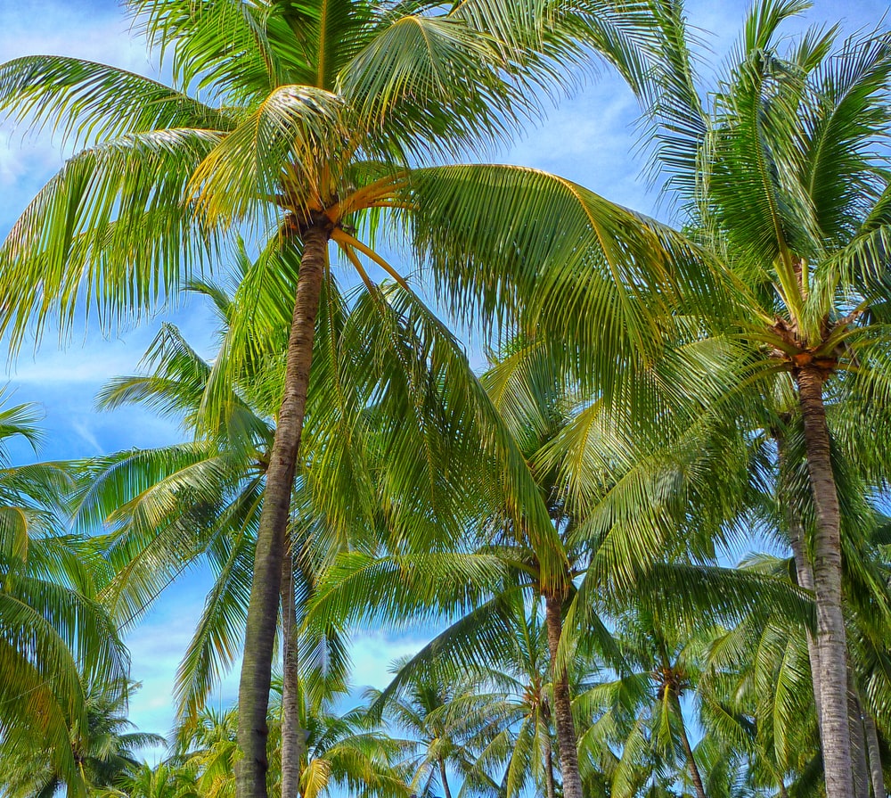 Pictures Of Tropical Trees