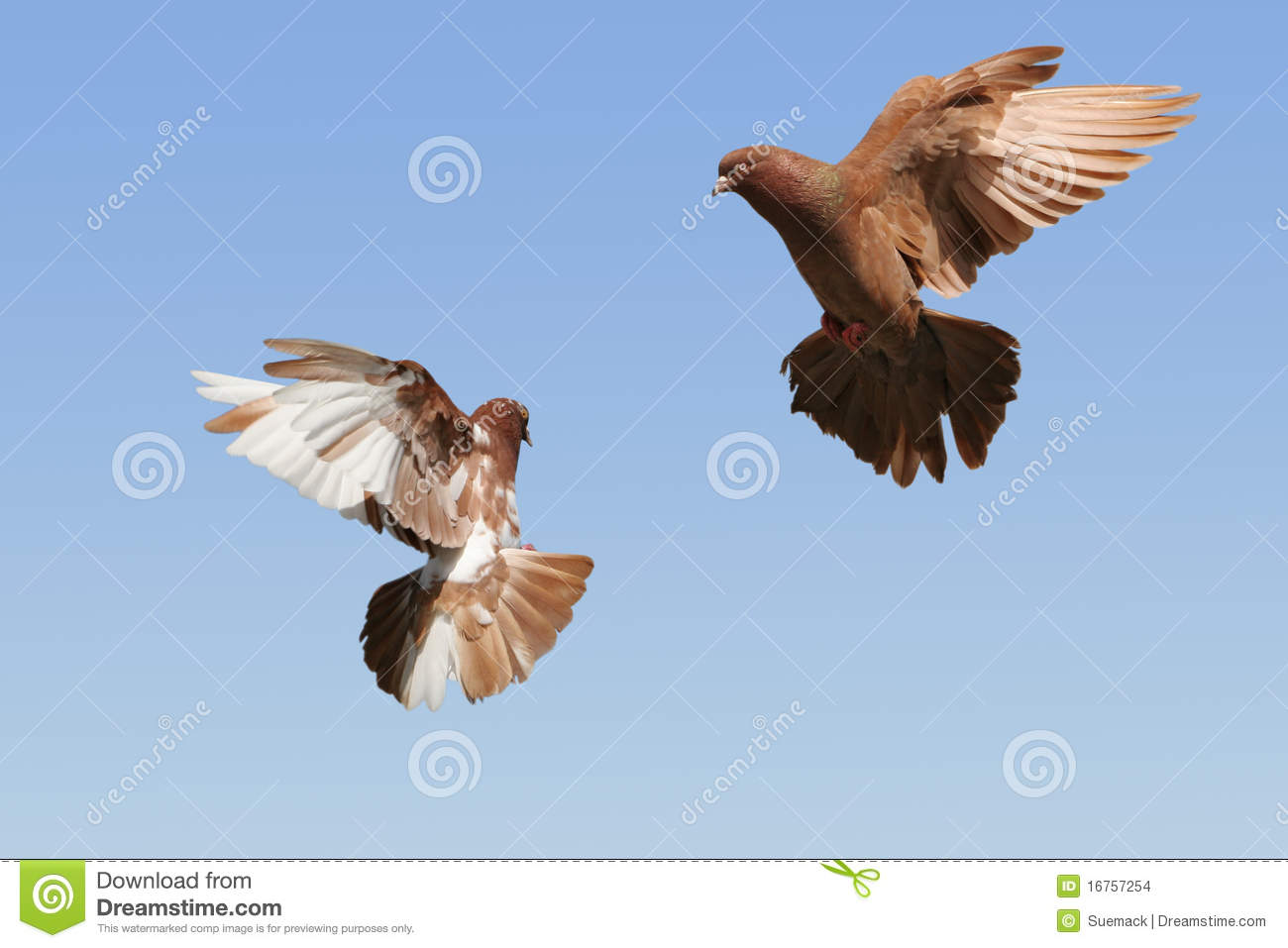 Pigeon Flying Images