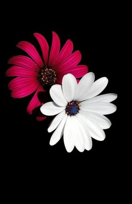 Pink Daisy Flower Tumblr Themes