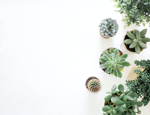 Plant Background Pictures