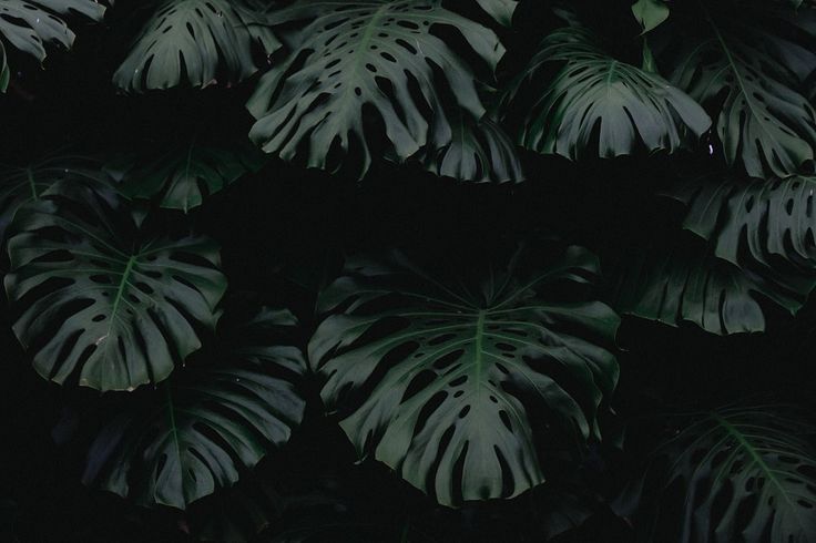 Plant Wallpaper Hd