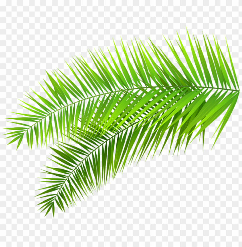 Png Palm Leaves