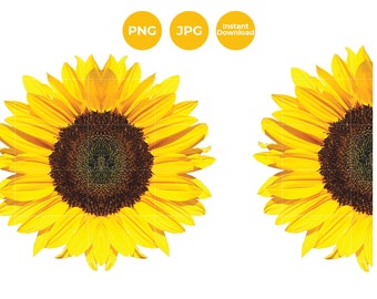Png Sunflower