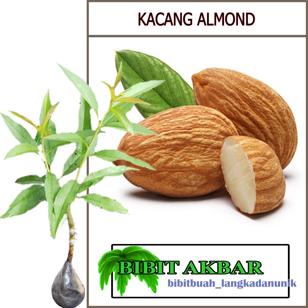 Pohon Almond Di Indonesia