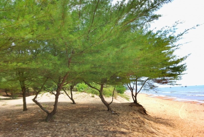 Pohon Di Pinggir Pantai