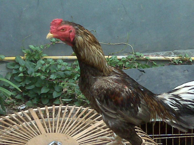 Poto Ayam Birma Asli