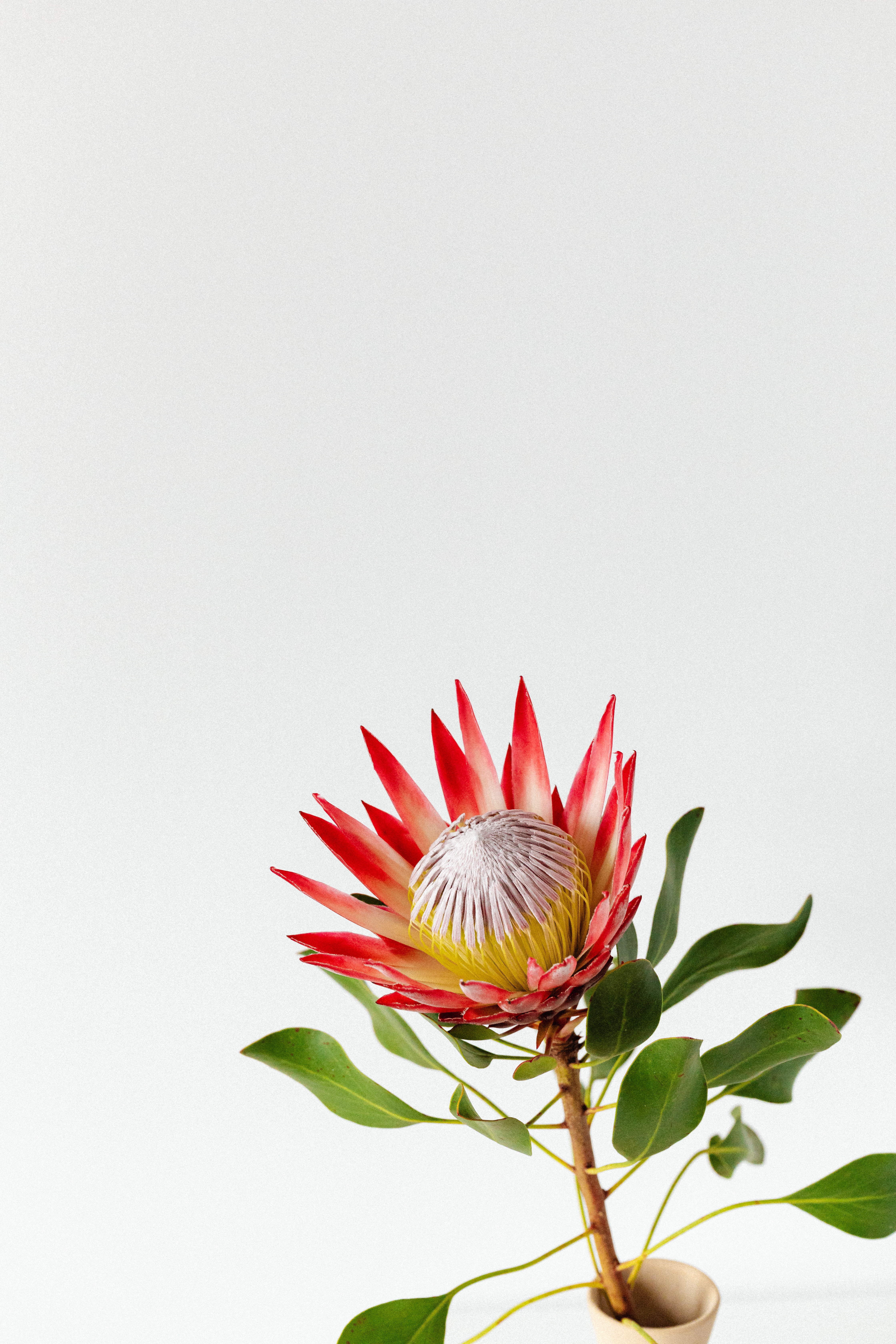 Protea In Der Vase