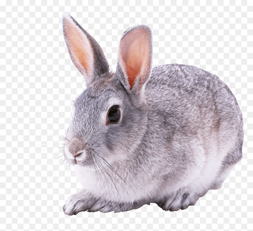 Rabbit No Background