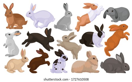 Rabbit Photos Free