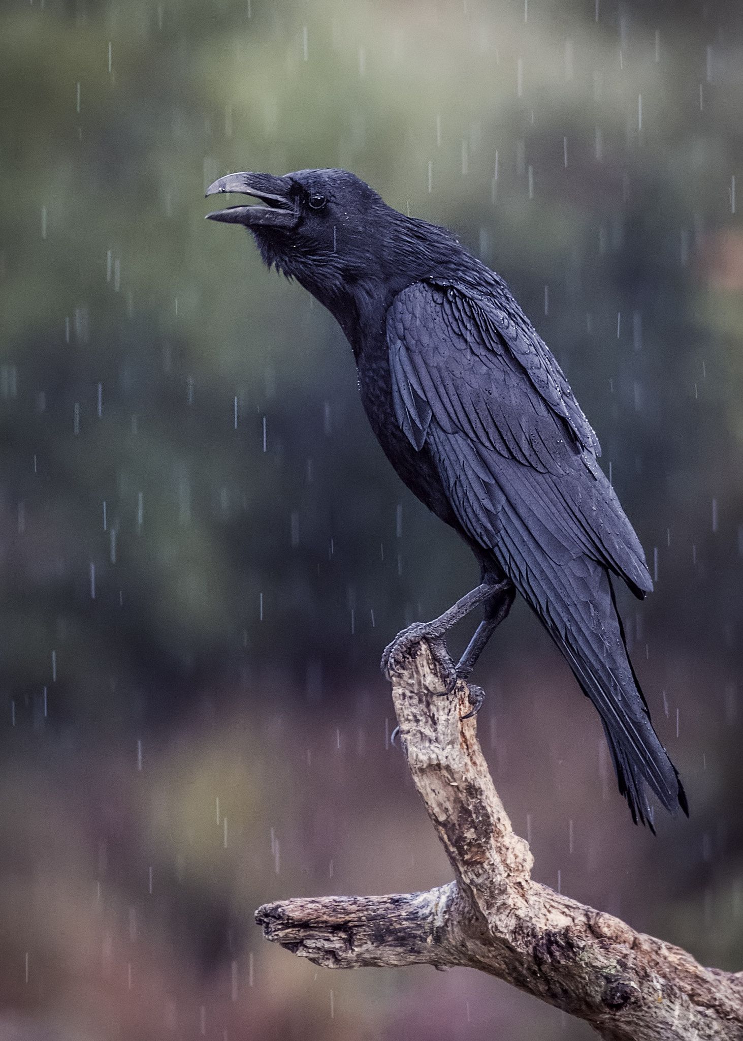 Raven Bird Pictures