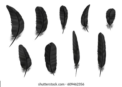 Raven Feather Vector