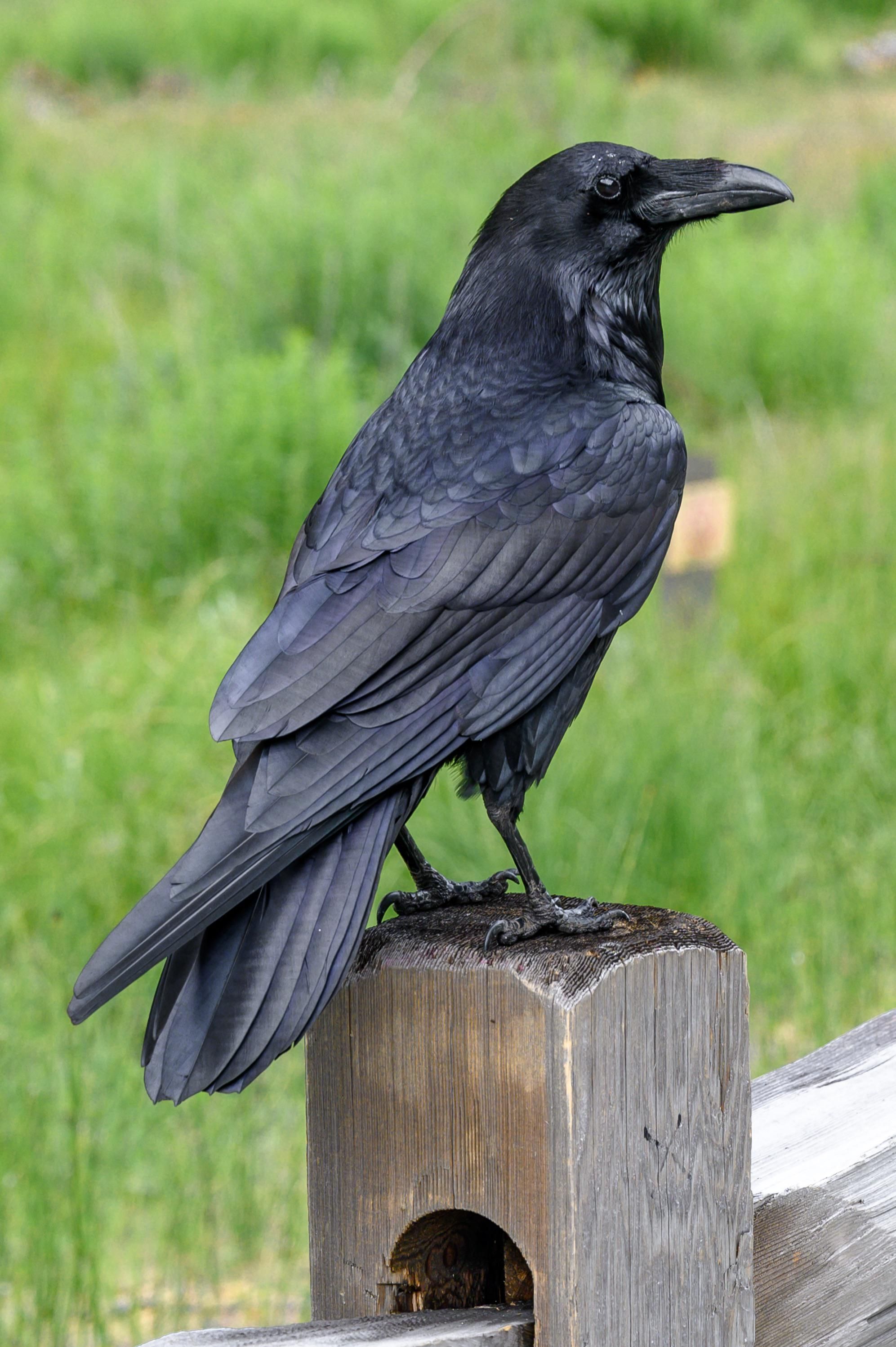 Raven Image Bird