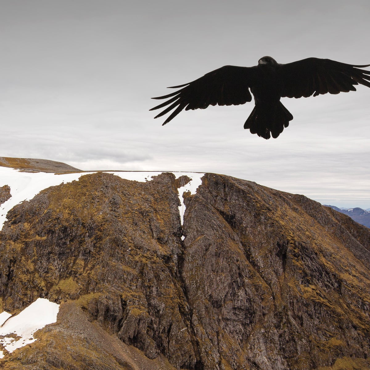 Raven In Flight Images