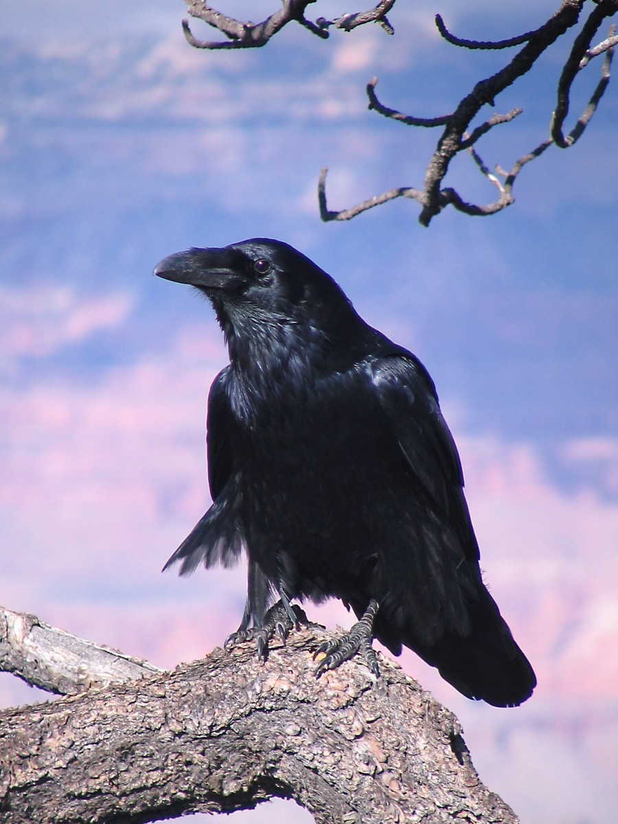 Raven Pictures Bird