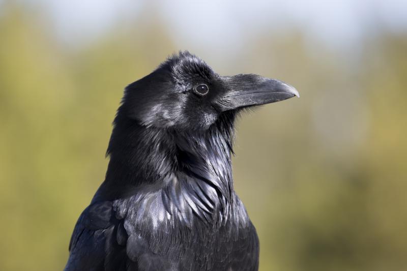 Raven Vs Crow Pictures