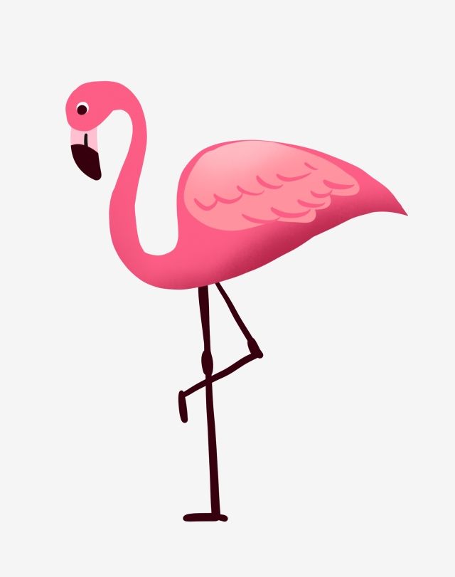 Real Flamingo Png