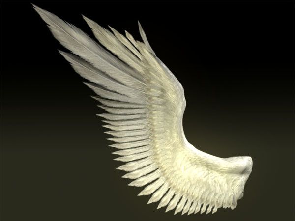 Realistic Angel Wings Side View
