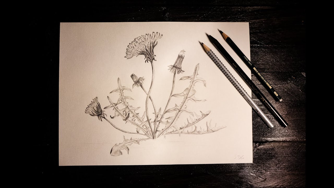 Realistic Dandelion Drawing