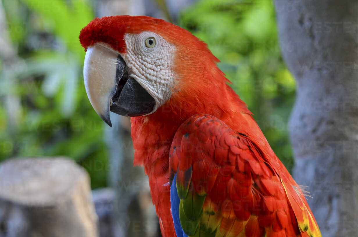 Red Parrots Images
