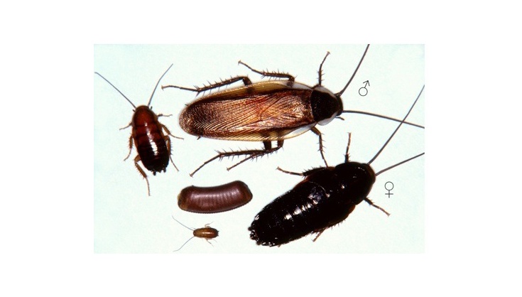 Roach Image
