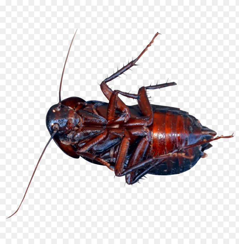 Roach Png