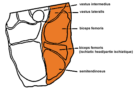Roastbeef Anatomie