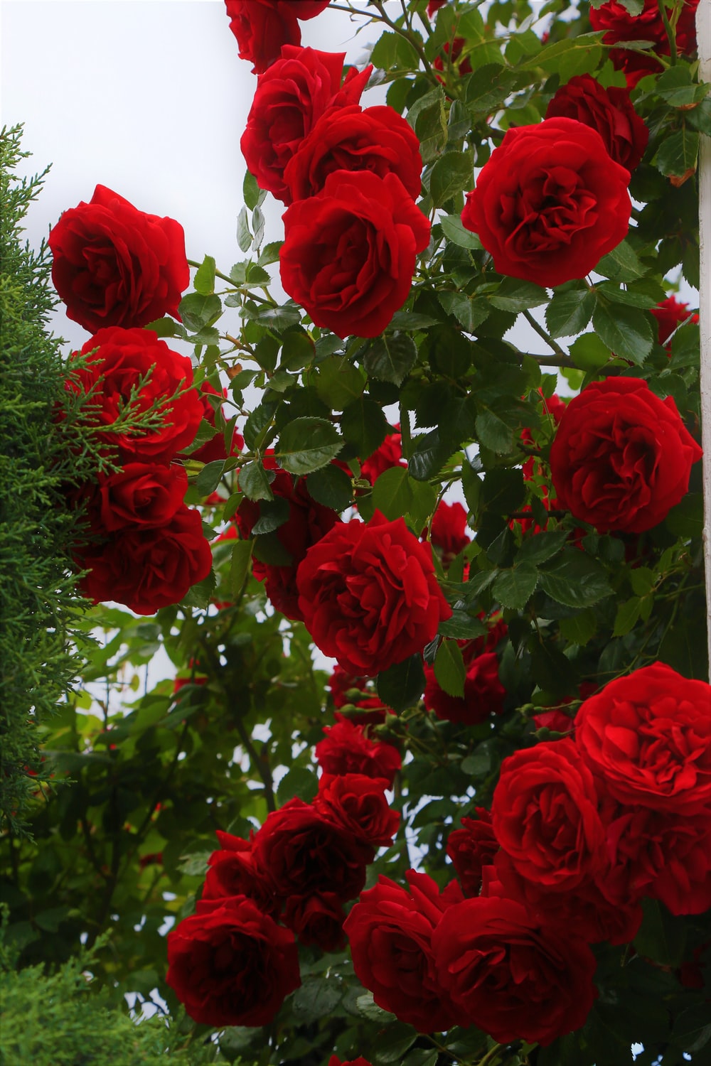 Rose Flower Image Free Download