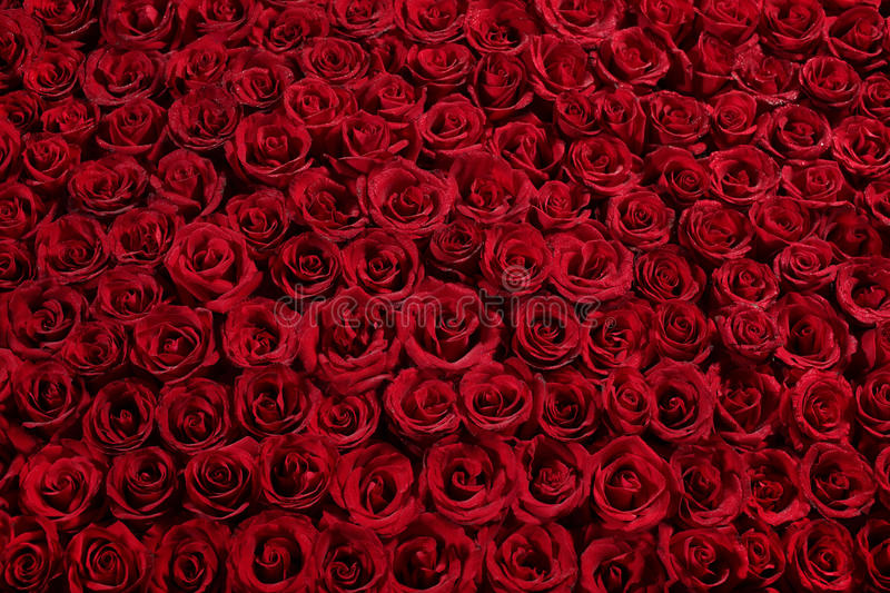 Rose Pictures Free Download