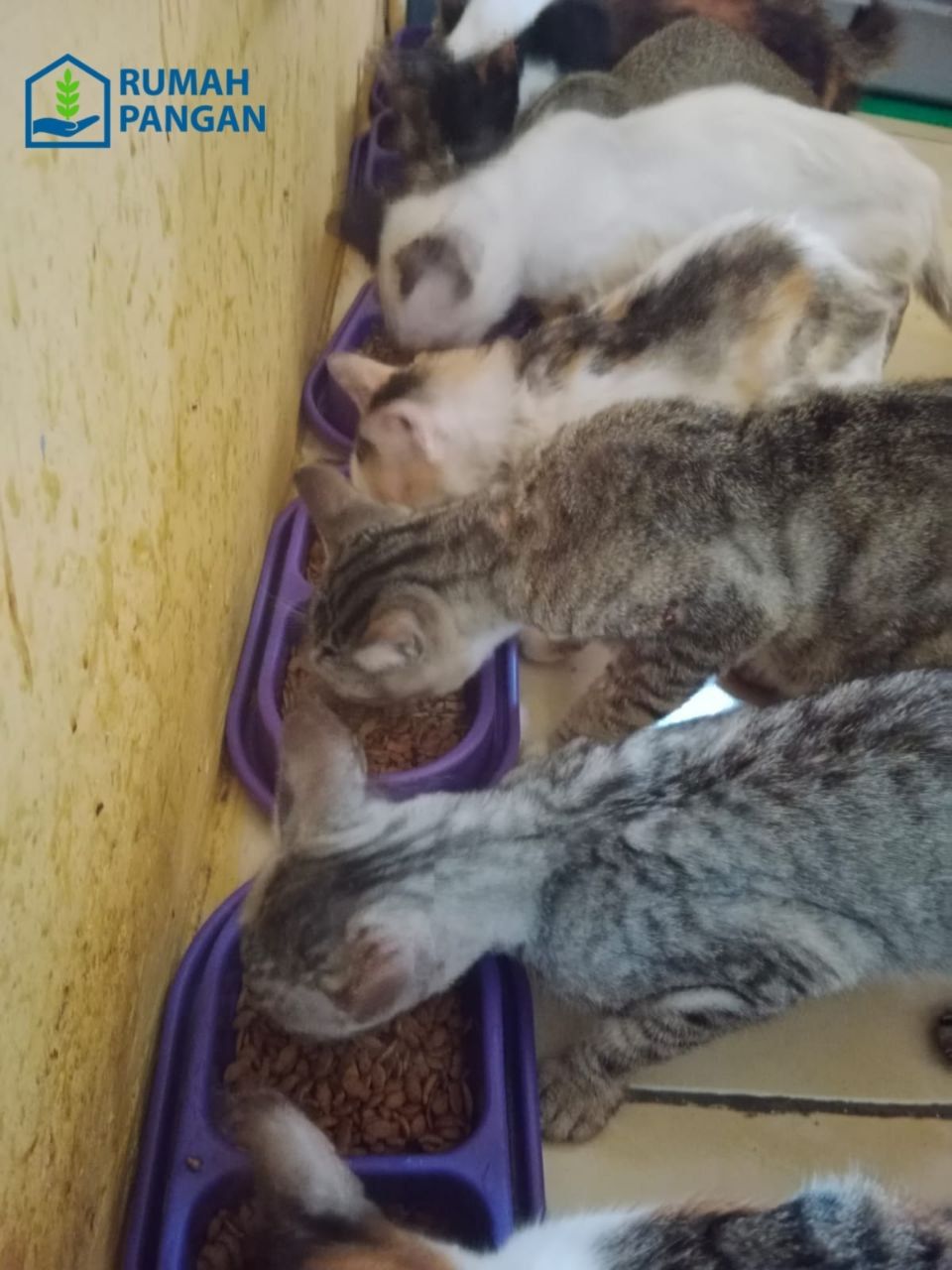 Rumah Kucing Antapani Bandung