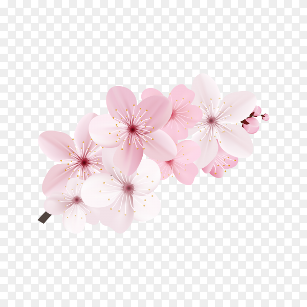 Sakura Flower Transparent