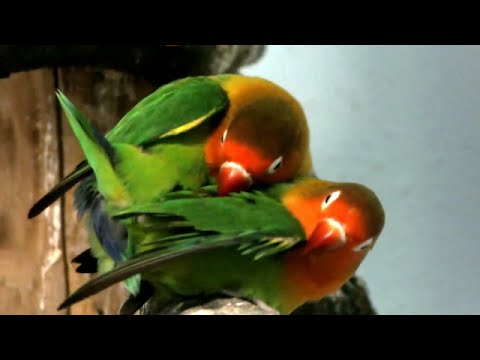 Sarang Burung Lovebird Di Alam Liar