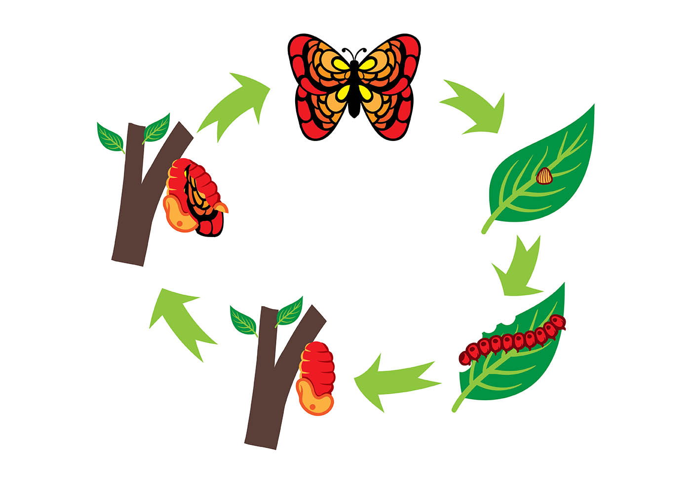Schmetterling Lebenszyklus