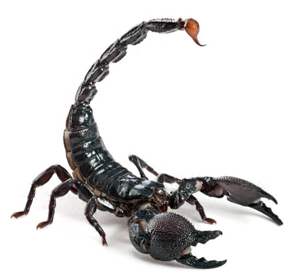 Scorpion Images