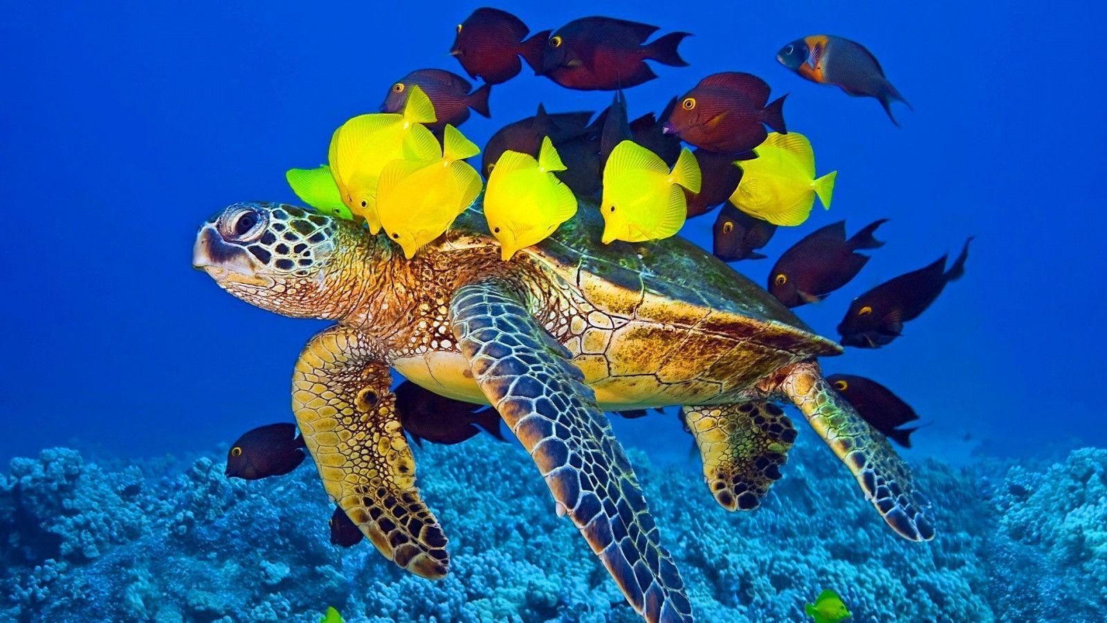 Sea Turtle Images Free