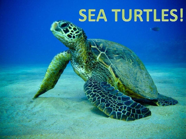 Sea Turtle Powerpoint