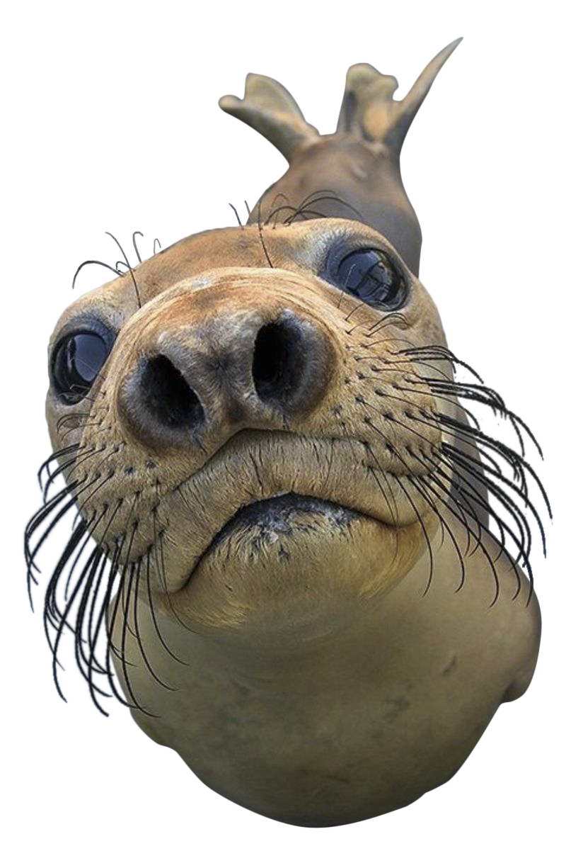 Seal Png