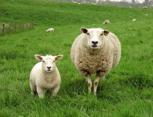 Sheep Images Free Download