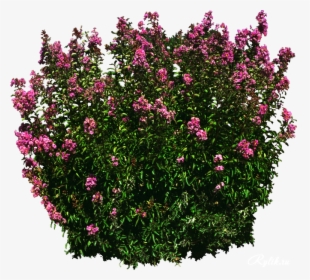 Shrubbery Png