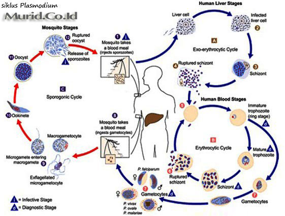 Siklus Hidup Protozoa