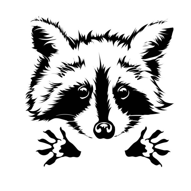 Simple Raccoon Clipart