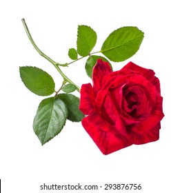 Single Rose Photo